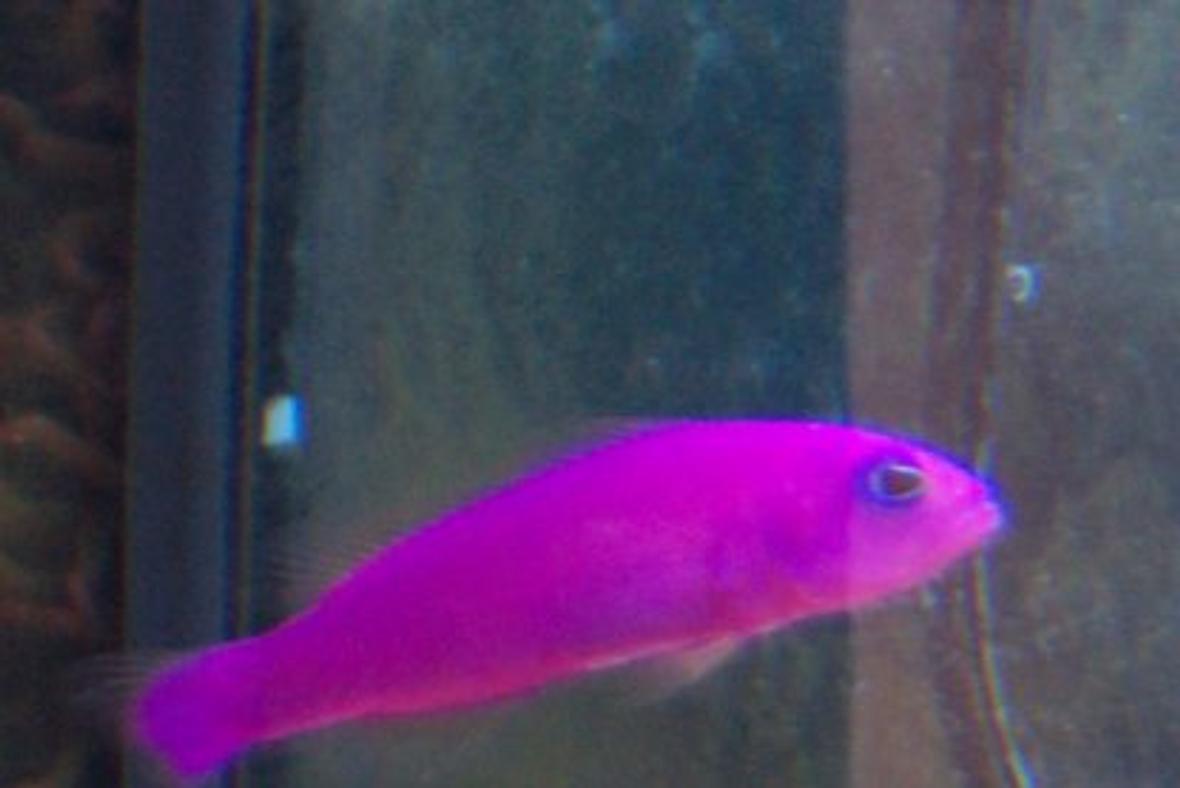 saltwater fish - pseudochromis porphyreus - purple pseudochromis