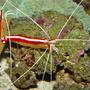 corals inverts - lysmata amboinensis - scarlet skunk cleaner shrimp