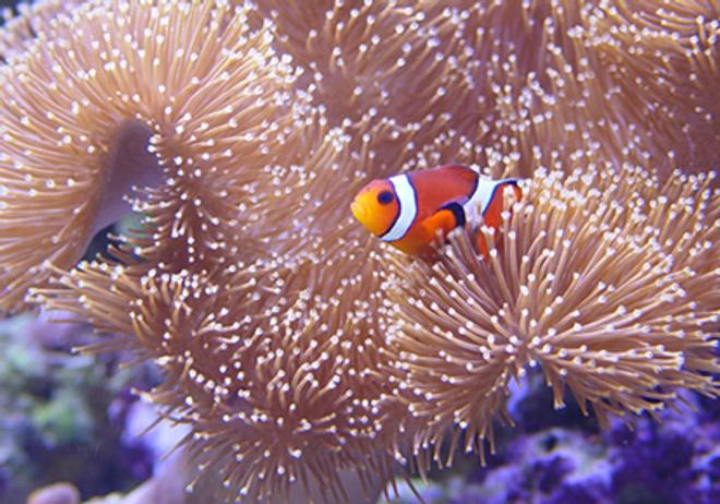 corals inverts - heteractis magnifica - ritteri anemone