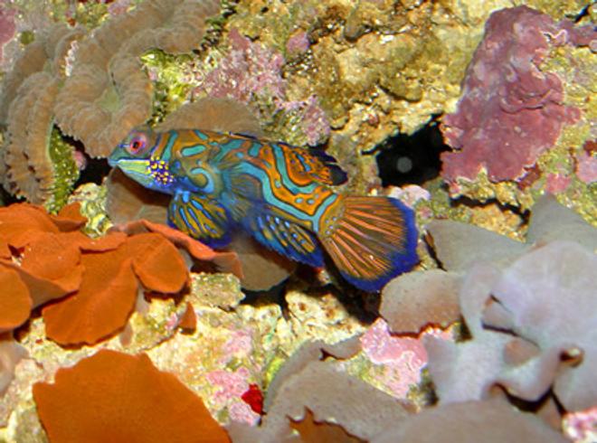 saltwater fish - pterosynchiropus splendidus var. - red mandarin