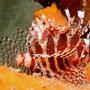 saltwater fish - dendrochirus brachypterus - fuzzy dwarf lionfish