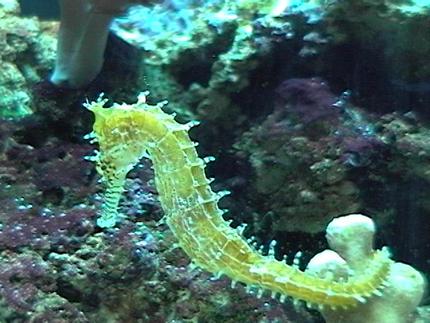saltwater fish - hippocampus reidi - brazilian reidi seahorse