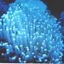 corals inverts - heliofungia actiniformis - plate coral, long tentacle