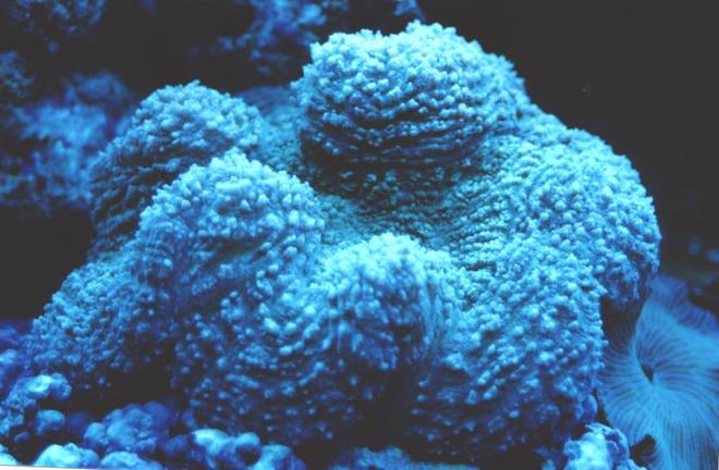 corals inverts - stichodactyla sp. - carpet anemone