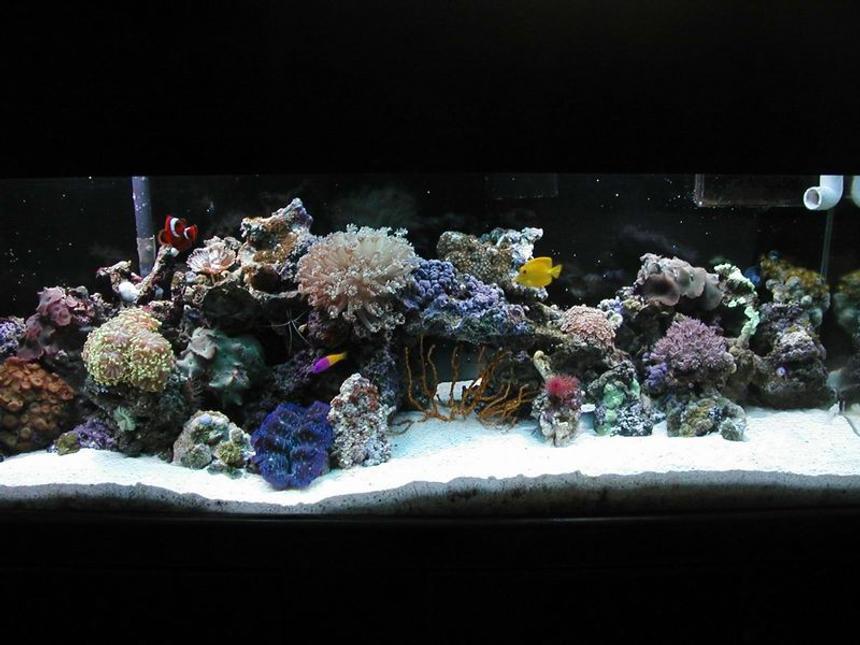 Rated #661: Reef Tank - just getting started