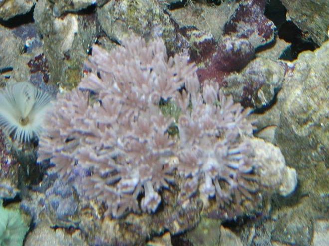 corals inverts - capnella sp. - kenya tree coral - just getting started
