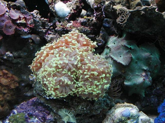 corals inverts - euphyllia paranchora - hammer / anchor coral, branching - just getting started