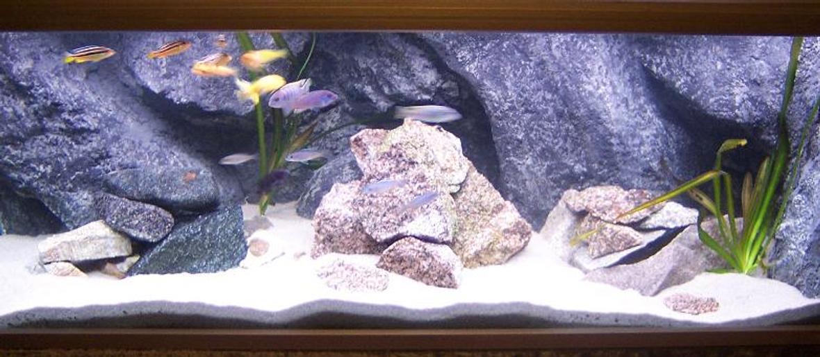 freshwater fish tank (mostly fish and non-living decorations) - My 325 l Malawi tank, with homemade background....!