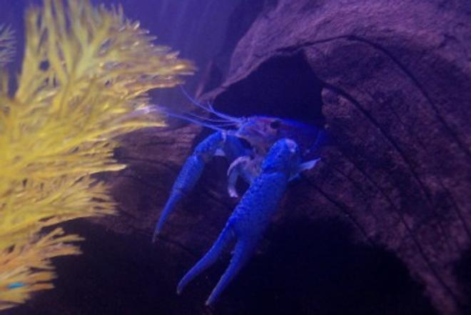 corals inverts - procambarus sp. - blue lobster - My blue lobster...molted twice now-gets along with the cichlids in the tank...love this little guy!!!