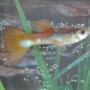 freshwater fish - poecilia reticulata - red cobra delta guppy