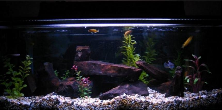Rated #1878: Freshwater Fish Tank - Im a 19 year old from Australia. And ive just got my first cichlid tank!! YAY!!