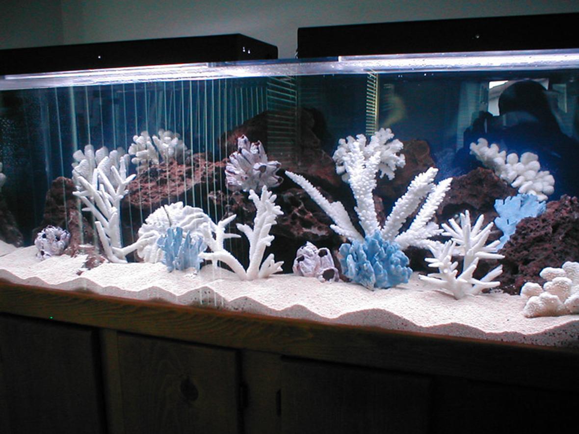 saltwater fish tank (mostly fish, little/no live coral) - Tight tank!