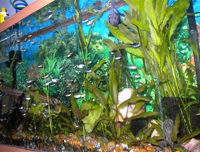 freshwater fish tank (mostly fish and non-living decorations) - Hobbies: Stuff, websites, HTML, JAVA, LAN,Powers of the mind, Lost knowledge, more stuff, and then some other stuff, i wish i could tell ya but then id have to kill ya!