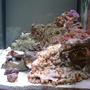 saltwater fish tank (mostly fish, little/no live coral) - A new hobbyist with questions
