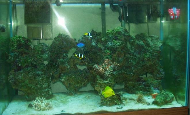 reef tank (mostly live coral and fish) - Saltwater with some corals, inverts, and reefs soon