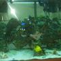 reef tank (mostly live coral and fish) - Saltwater with some corals, inverts, and reefs soon