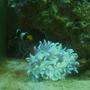 corals inverts - entacmaea quadricolor - bulb anemone - Saltwater with some corals, inverts, and reefs soon
