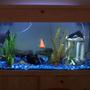 freshwater fish tank (mostly fish and non-living decorations) - 100 gallon Fishtank 8:1 blue to black rock mixture (2) Whisper 60 gallon filters (2) Adjustable Aqua 1000 heaters 1 blue/1 white halogyn tubes Whisper air pump