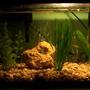 freshwater fish tank (mostly fish and non-living decorations)