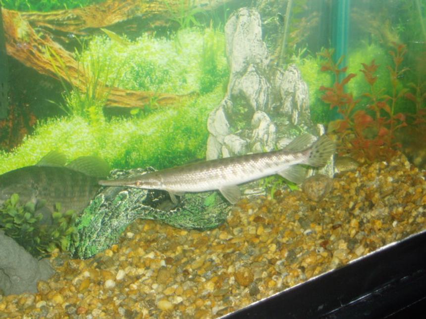 Rated #2040: Freshwater Fish - Xenentodon Cancila - Needle Nose Gar