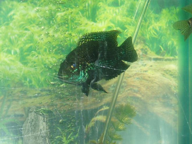 freshwater fish - herichthys carpinte - green texas cichlid