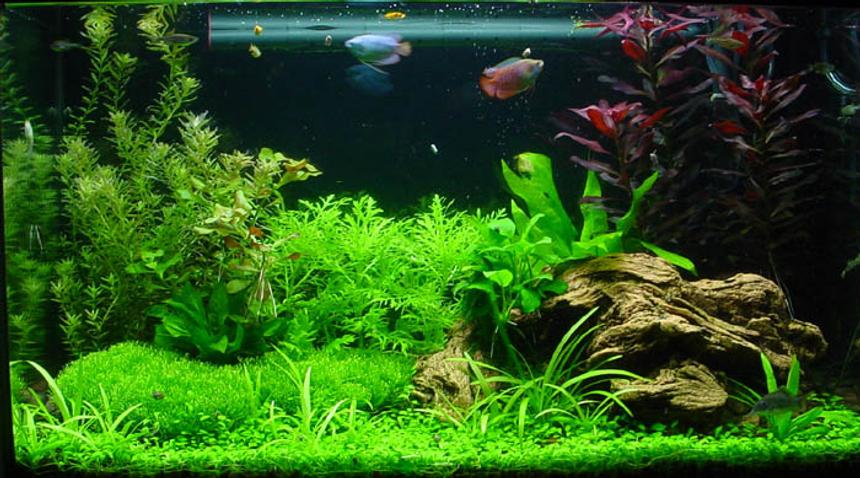 Rated #131: Planted Tank - My first planted tank.