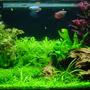 planted tank (mostly live plants and fish) - My first planted tank.
