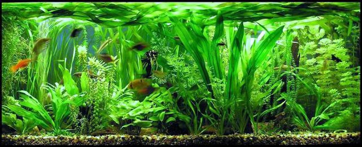 planted tank (mostly live plants and fish) - Size: 130x50x50cm; Lighting: 3x 36 W OSRAM LUMILUX PLUS ECO; CO2 System: none !!!;