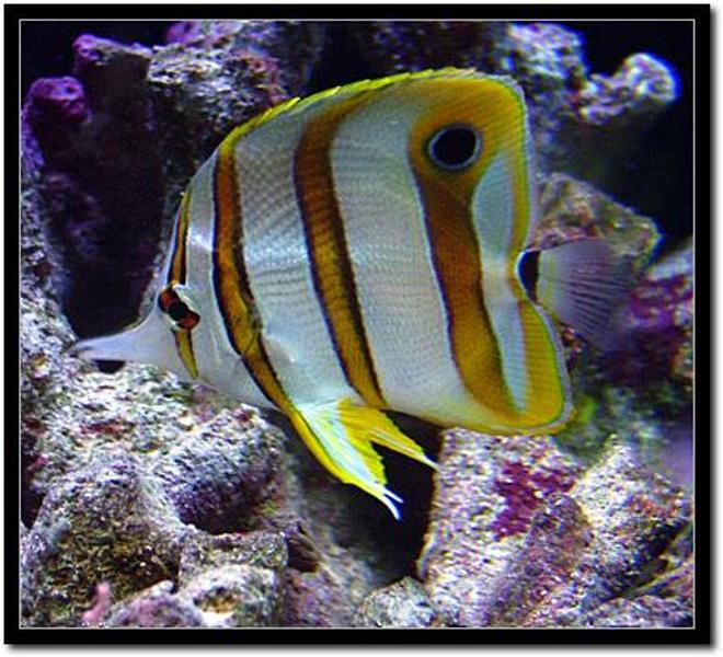 saltwater fish - chelmon rostratus - copperband butterflyfish - Copperband Butterfly