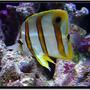 saltwater fish - chelmon rostratus - copperband butterflyfish - Copperband Butterfly