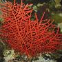 corals inverts - swiftia exserta - orange tree gorgonian - 120 reef tank 2 400 20,000K 6 55 blue PC Tide pool 2 tons of fish and coral and inverts