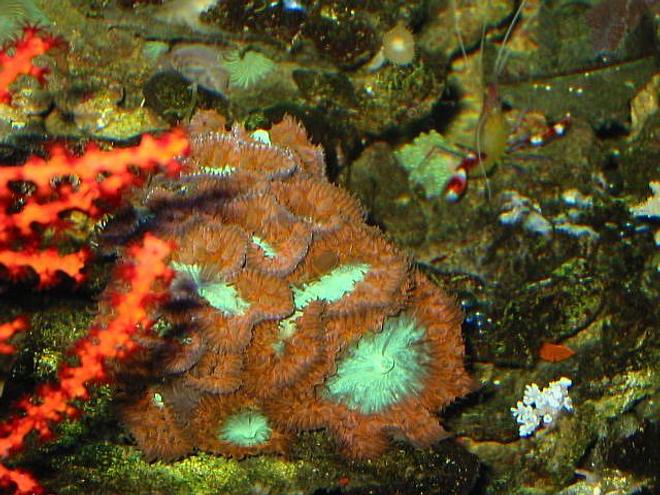 corals inverts - blastomussa merletti - australian big polyp blastomussa - 120 reef tank 
2 400 20,000K
6 55 blue PC
Tide pool 2 
tons of fish and coral and inverts