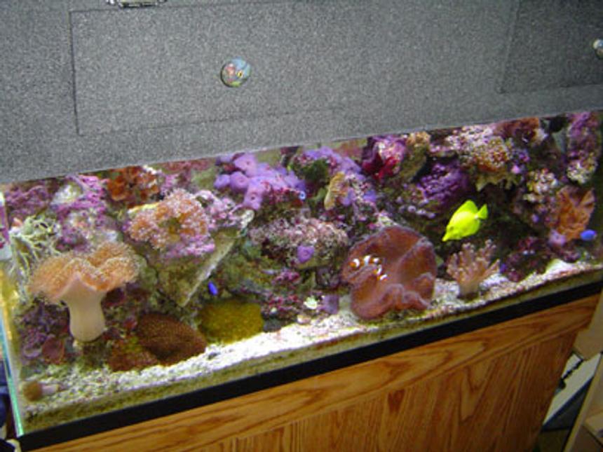 Rated #537: Reef Tank - 55 Gallon: Corals:Hammer, Colt, Cabbage Leather, Finger Leather, 2 Toadstools, Blue Mushrooms, Green Mushrooms, Red Mushrooms, Yellow Poylps, Misc. Zoo's, Green Button, PolypsGreen Star Polyps, hammer, frogspwan, bubble, brain, Fish: 2 False Perc's, misc damsels,  1 Green Clown Goby Inverts: Feather Dusters, Cleaner Shrimp, pepermint shrimp Misc. Crabs and Snails