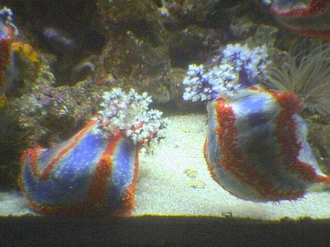 corals inverts - pseudocolochirus axilogus - sea apple, australian - 120 reef tank 
2 400 20,000K
6 55 blue PC
Tide pool 2 
tons of fish and coral and inverts