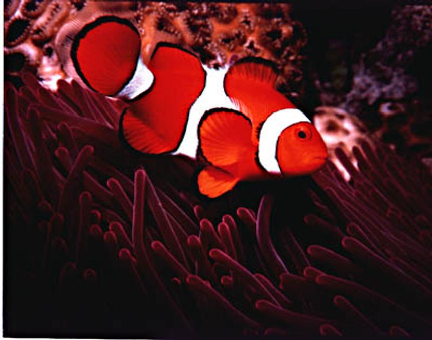 Rated #44: Saltwater Fish - Premnas Biaculeatus - Maroon Clownfish - like fish