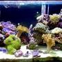 reef tank (mostly live coral and fish)