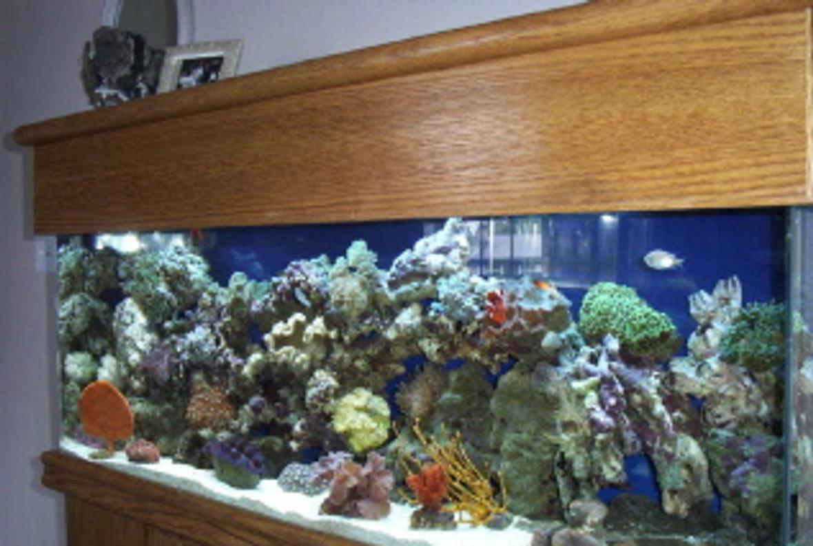 reef tank (mostly live coral and fish) - 55 Gallon Reef Tank
