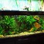 planted tank (mostly live plants and fish) - -Tank size: 160cm x 60cm x 60cm- 580 Liters- Lightning: 2 x 70 Watt HQI (5000 Kelvin)- Date of set up 10.07.03 - PH 7.20Updated picture from the 08.08.03:Fishes: Phenacogrammus interruptus(Congo tetra), Otocinclus affinis and Otocinclus paulinusAlso: Caridina japonica´---------------------------------------------------------------------------- FOR MORE PICTURES CLICK ON THE URL ---------------