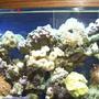 fish tank picture - 55 Gallon Reef Tank