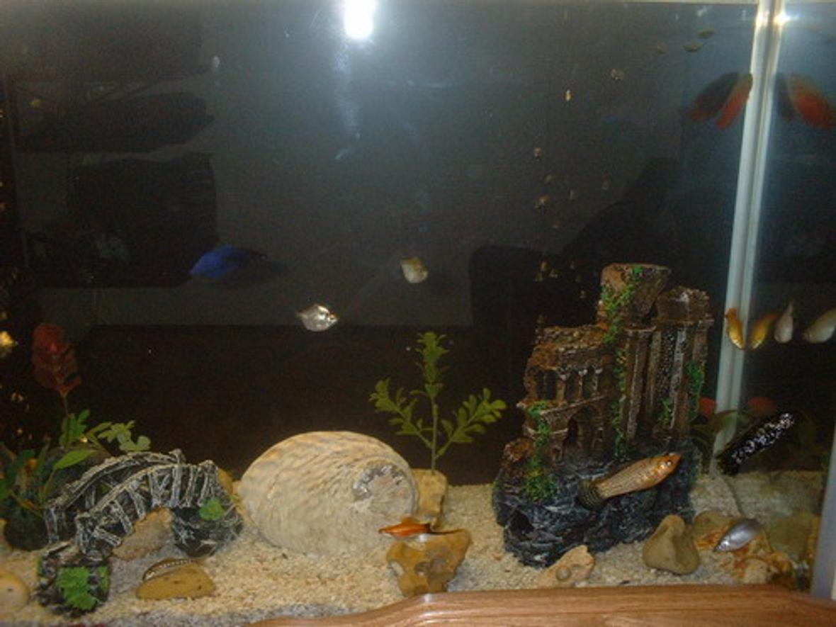 freshwater fish tank (mostly fish and non-living decorations)