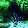 corals inverts - muriceopsis flavida - purple brush gorgonian - 120Gal.Reefwith65Gal.sump/70Gal.FOWLRwith20gal.sump/29 gal. bowfront with ecosystem refugium