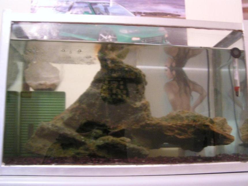 Rated #4346: Freshwater Fish Tank - Begginers tank...