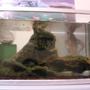 freshwater fish tank (mostly fish and non-living decorations) - Begginers tank...