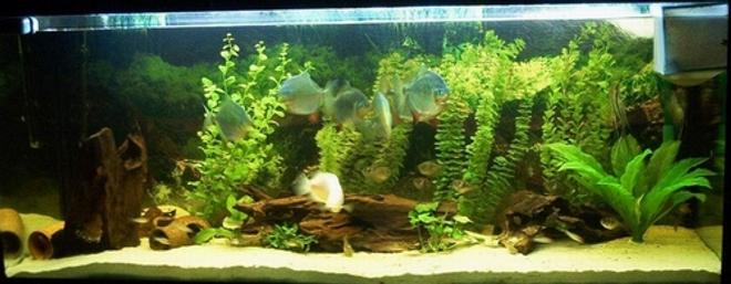 freshwater fish tank (mostly fish and non-living decorations) - My 
1 L 137, 2 Skalare and some more inside. ;-)