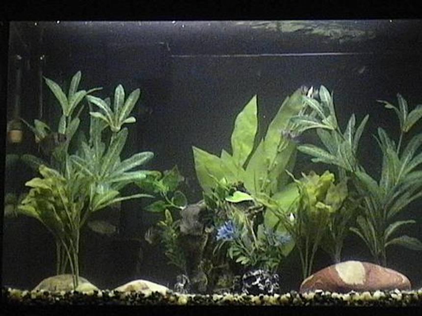 Rated #3430: Freshwater Fish Tank - Here's my 12g tank!  I've got 4 Red-Eyed Tetra, 2 Black-Skirted Tetra, 1 Cory Cat and 1 Clown Pleco.