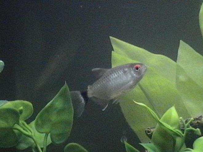 freshwater fish tank (mostly fish and non-living decorations) - Here's my 12g tank!  I've got 4 Red-Eyed Tetra, 2 Black-Skirted Tetra, 1 Cory Cat and 1 Clown Pleco.