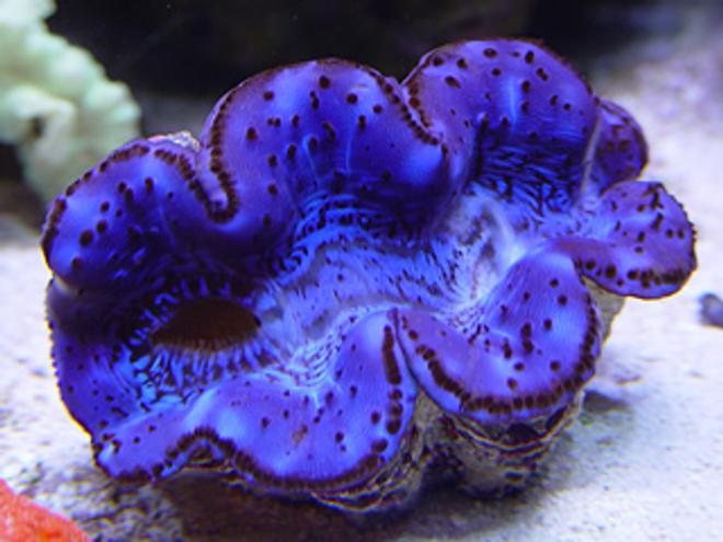 corals inverts - tridacna maxima - maxima clam