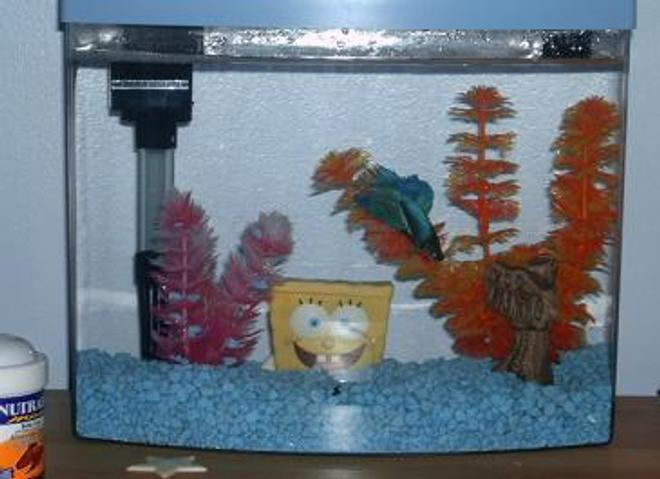 freshwater fish tank (mostly fish and non-living decorations) - my fish is the best... i named him Jacques. He's a beta fish, and damn good looker.