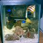 saltwater fish tank (mostly fish, little/no live coral) - Cool Tank