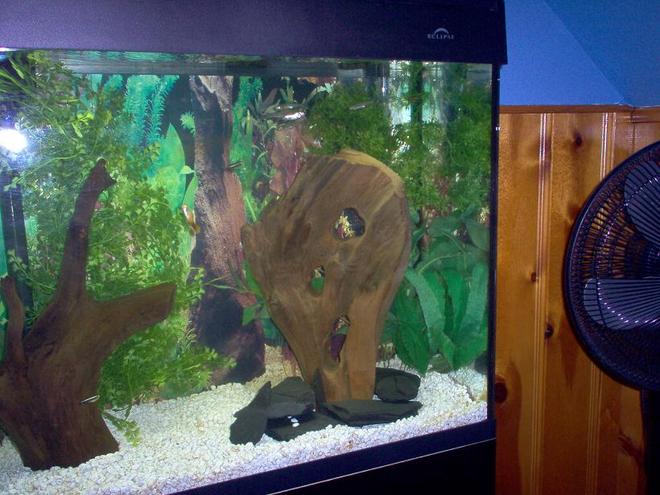 freshwater fish tank (mostly fish and non-living decorations)